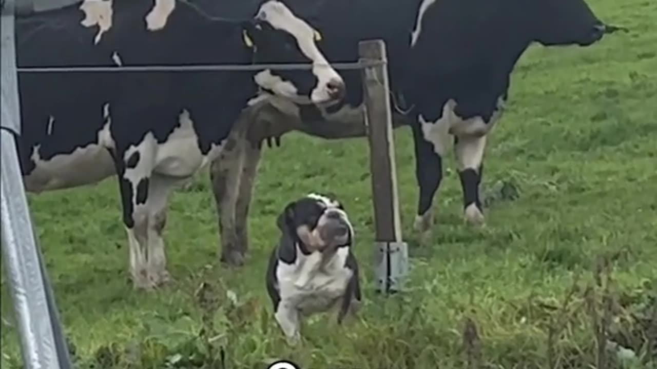 My dog Lola thinks she's acow
