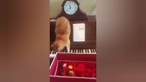 I Tried NOT To Laugh At These😂😂 Funny Cat Videos... But I Failed Miserably - Funny Pet Videos😂😂