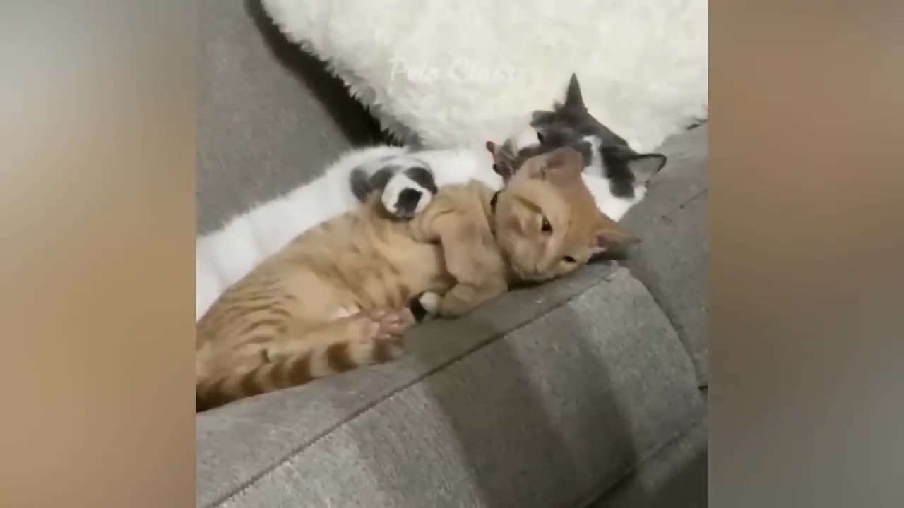 Cat , Dog Cute Fight 😍😍