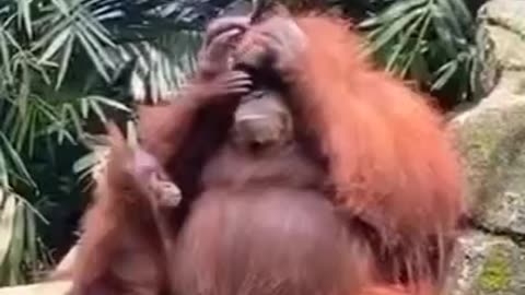 A ORANGUTAN TRIES OUT SUNGLASSES IN INDONESIA