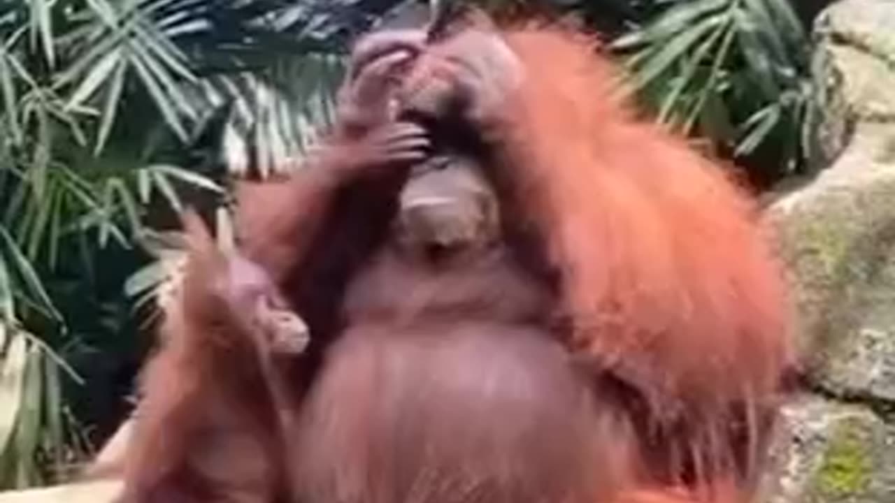 A ORANGUTAN TRIES OUT SUNGLASSES IN INDONESIA