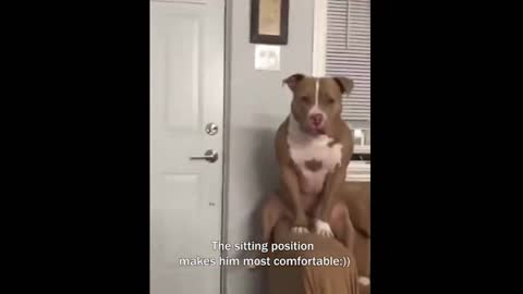 amazing and funny pet videos try not to laugh with these pet videos