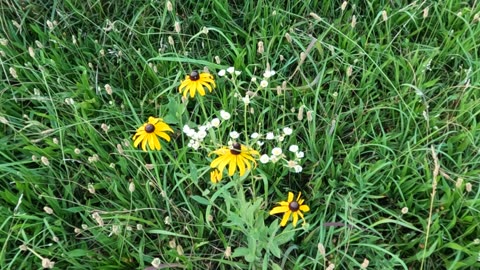 Wildflowers