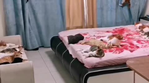 So Cutes Cats Shots Video 😂😂😂😂😂😂 From USA
