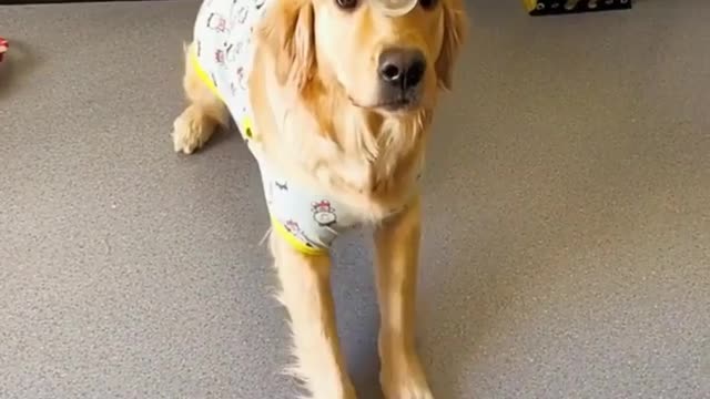 Dog playing with glass