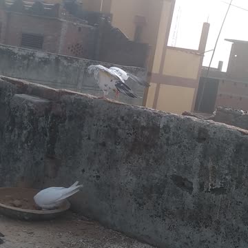 Pigeon love shorts video kabutar