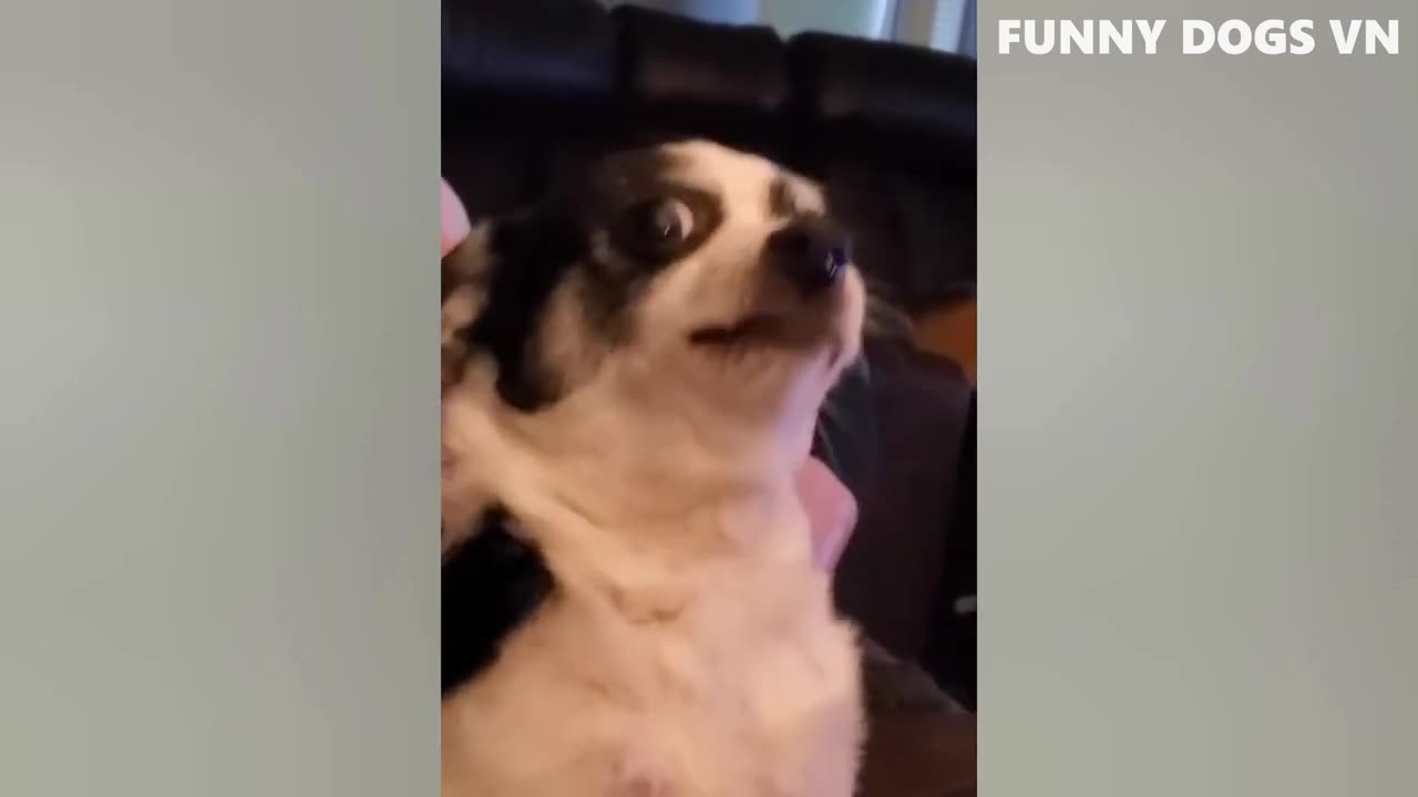 Funniest Animals Video - Funny Dogs And Cats - Try Not To Laugh Animals