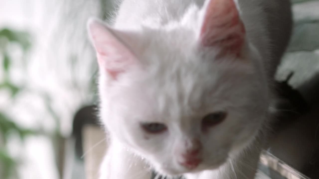 cute cat playing piano