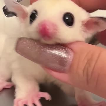 Honey pouch weasel growing up.#animals #animalrescue #rescue #animalsoftiktok #fyp