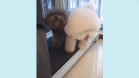 FUNNY DOG- Try not to laugh #shorts