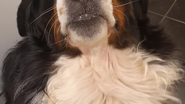 Bernese Mountain Dog with a funny upside down smile and cute teeth