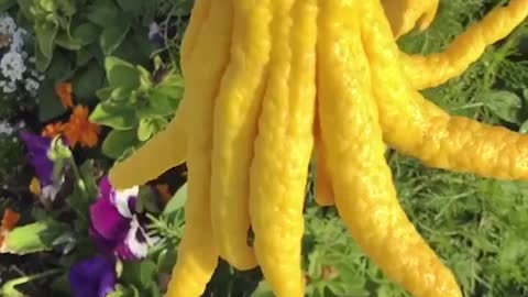 13 Extraordinary Fruits Around The World