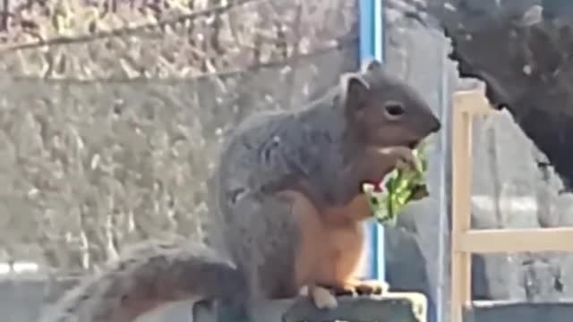 Squirrel Finds Easter Egg And Eats the Chocolate Inside It