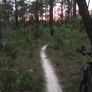 Night cruising with night hawks