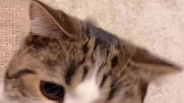 Cute cat