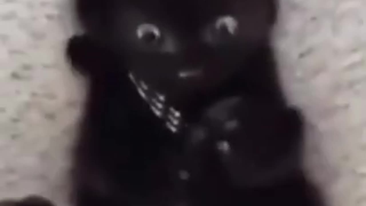 funny_animals_#shorts(360p)(3)