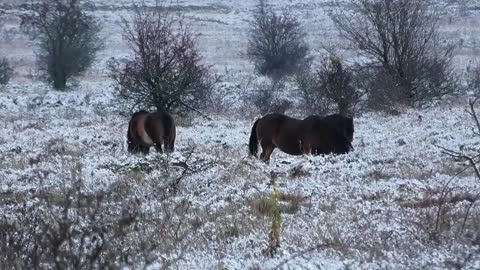 Divocí koně, pratuři s telátkem a první sníh - Wild horses,ancestors with and th