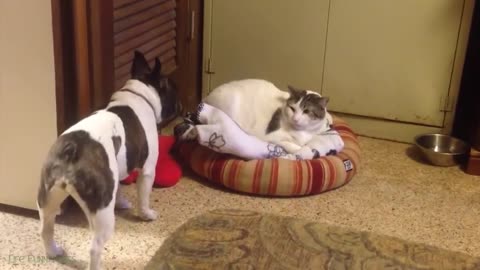 😂 Funniest Cats and Dogs Videos 😺🐶 #5