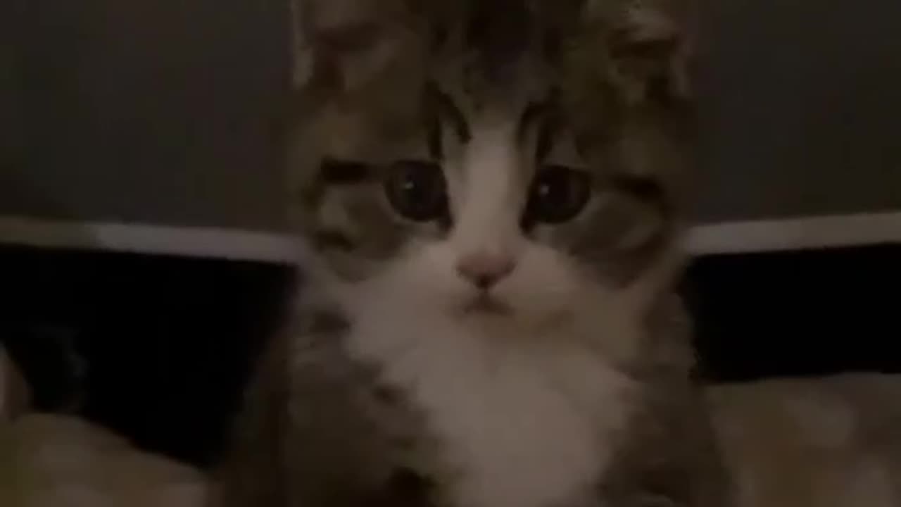 Cute Cat Cat 🐈😺🐈😺