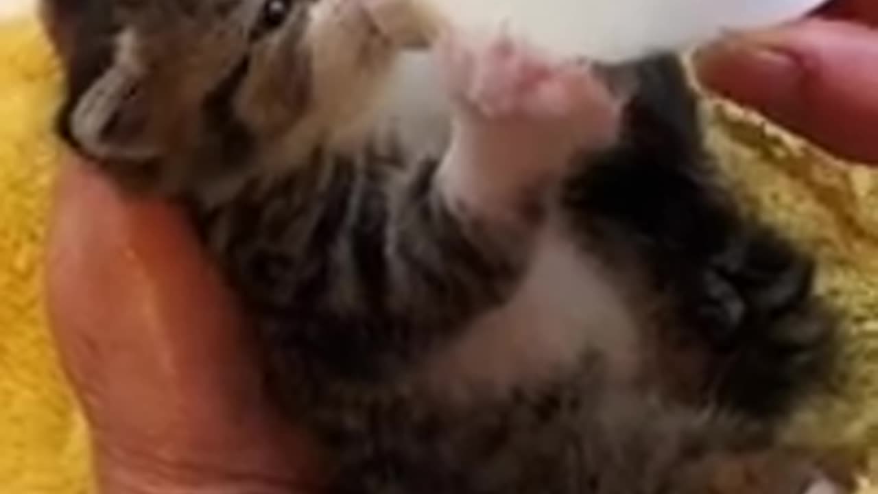 funny video cats.cat video.cute cat videos