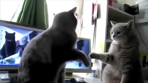 Funny Cat Videos