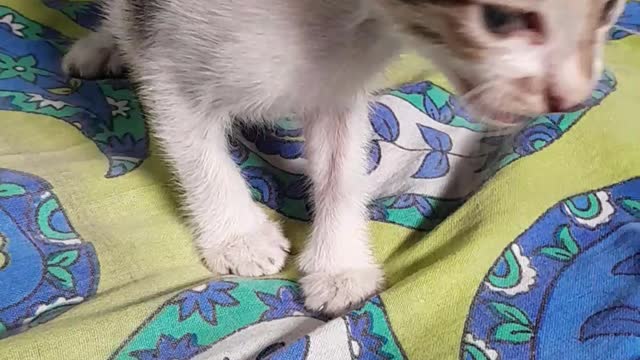 Baby Cat Meowing Compilation