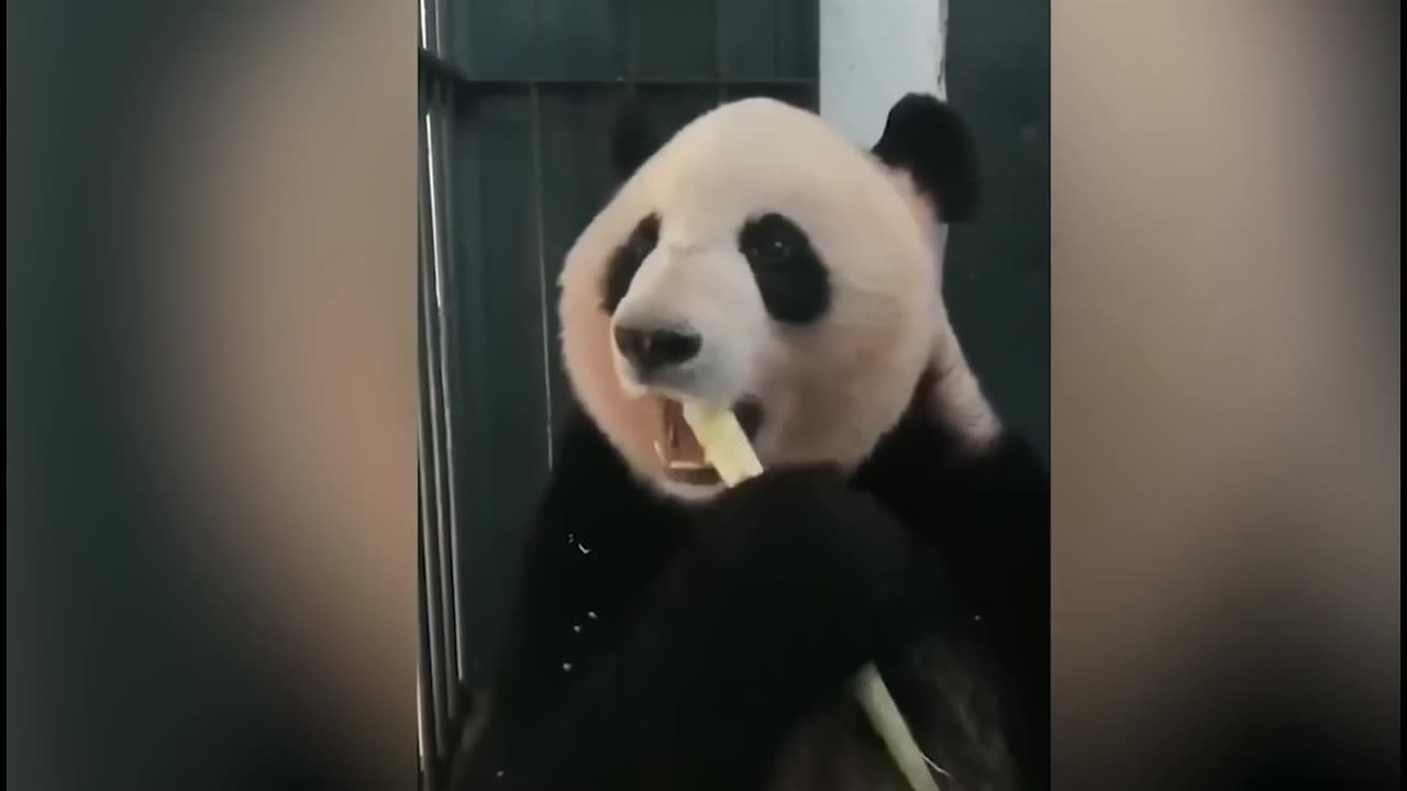 Animal World giant panda funny video, you will definitely be happy after watching it