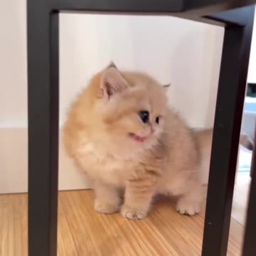 Cute cats...My love😋