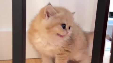 Cute cats...My love😋