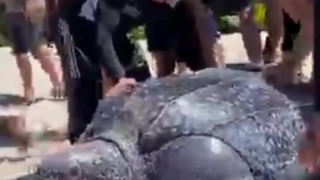 Giant turtle crawling back into the sea