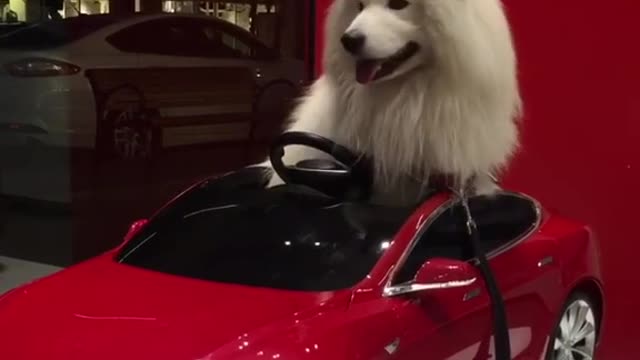 Dog driving a tesla car best funny video wait for end