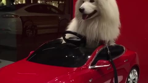 Dog driving a tesla car best funny video wait for end