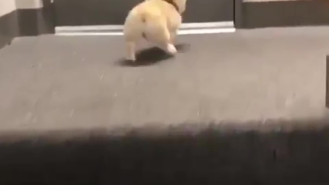 Adorable Dog exercising up the stairs