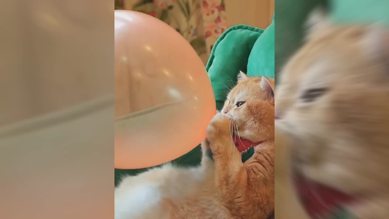 Funny cat video🤣🤣🤣