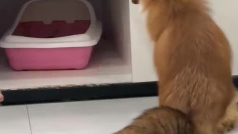 Lovely Fox