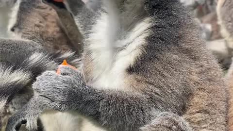 Ring-tailed lemur