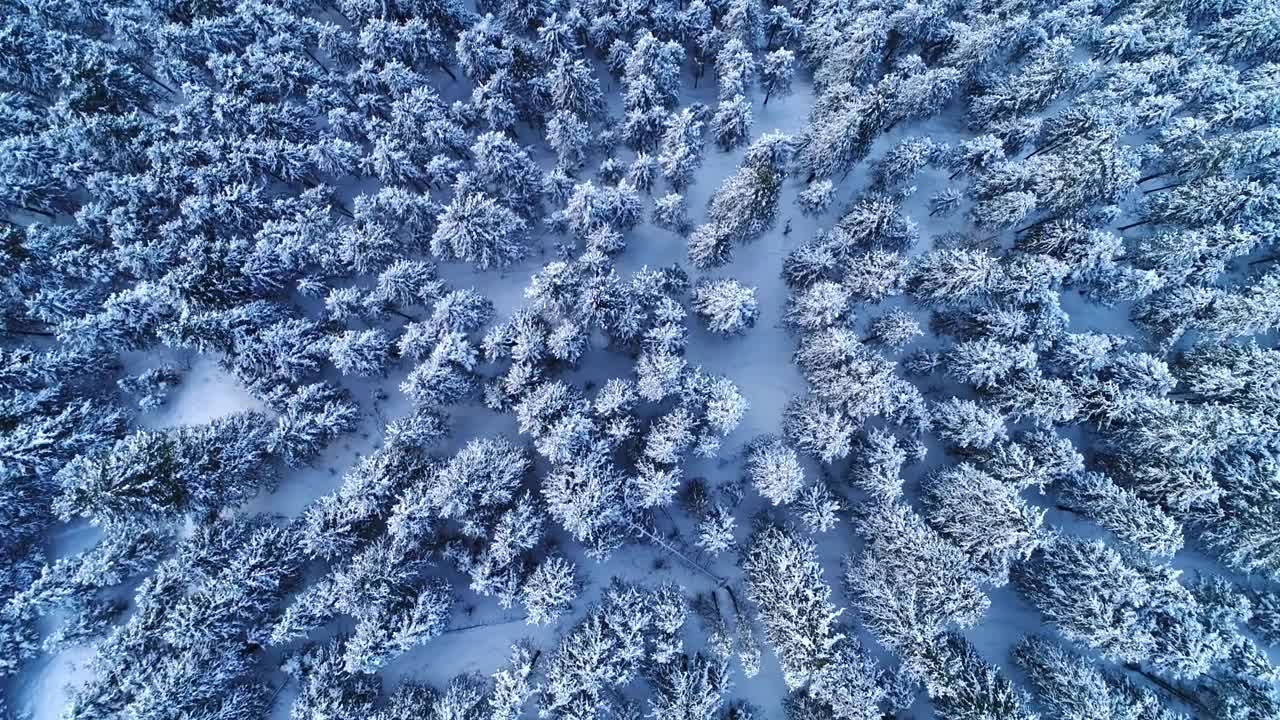 Snow view spruce