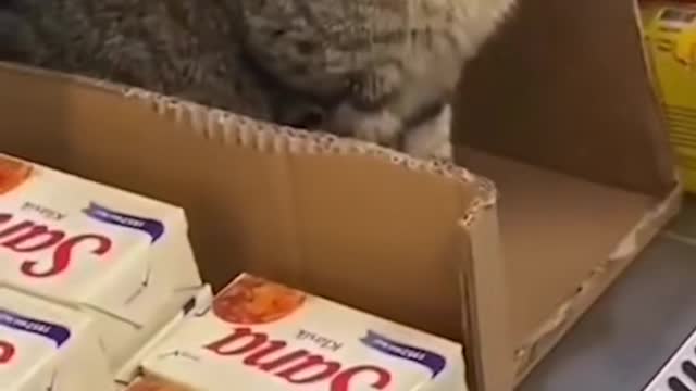 Funny Cat Memes Compilation