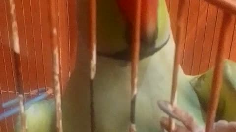 Talking and dancing parrot