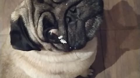 pug love rice