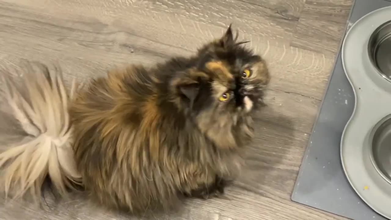 Cutest Persian Tortie Cat bosses me around........