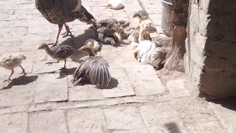 Turkey Babies Taking Sun Light