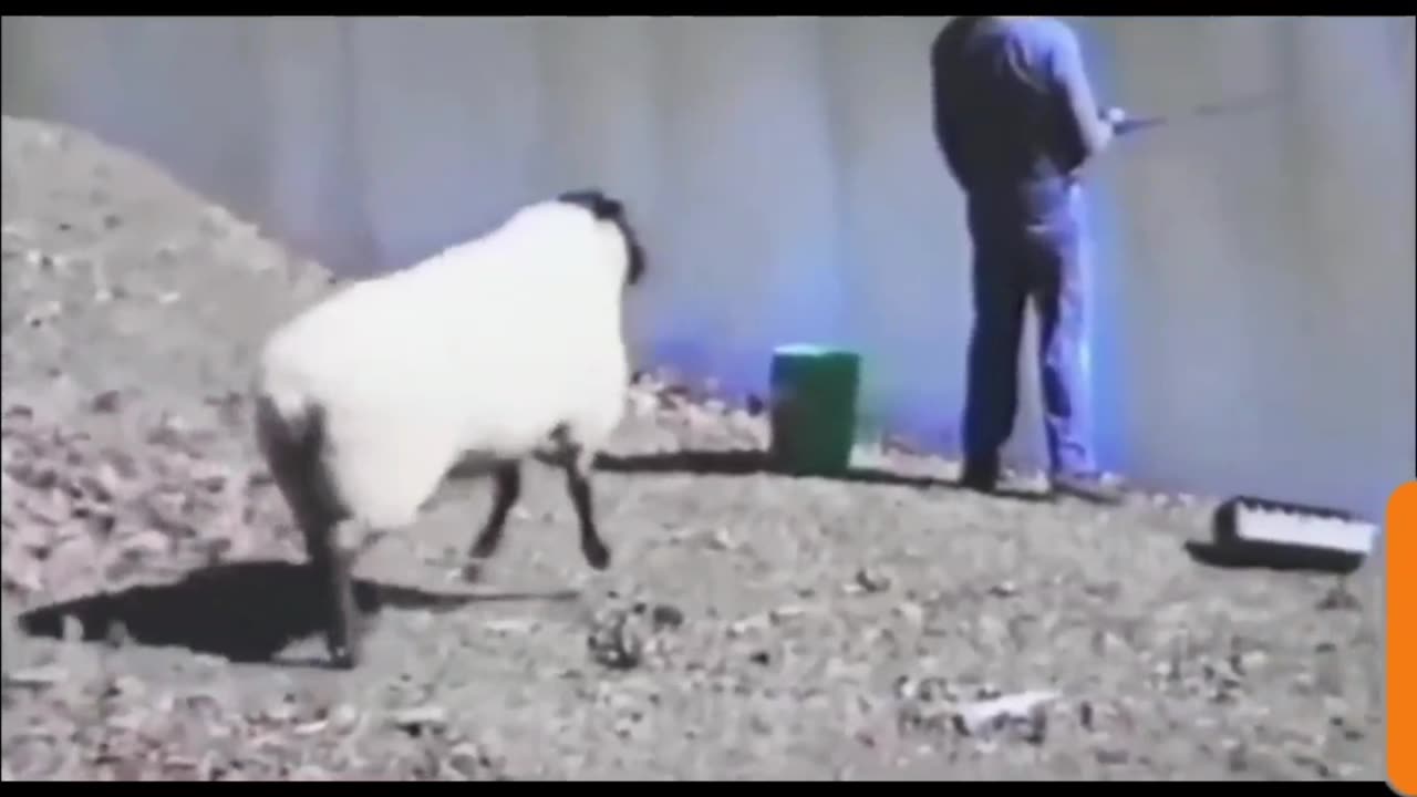 Bad Day for the Fisherman: Sheep's Sneak Attack!