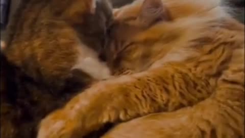 Funny Cat videos pt 2 #short