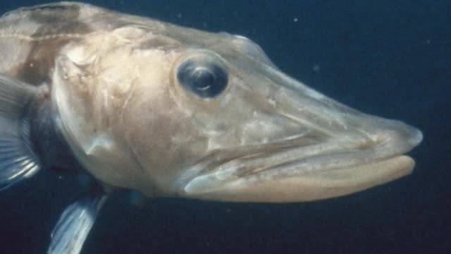 5 Amazing Facts About Fishes