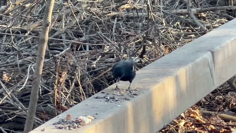 Redwing Blackbird at James Gardens