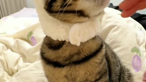 Adorable Feline Frenzy