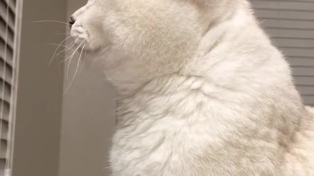 Cat:That's weird. Who's that in the mirror?