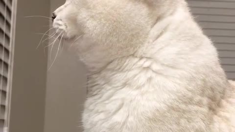Cat:That's weird. Who's that in the mirror?