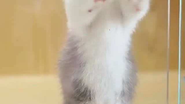 OMG So Cute Cats ♥ Best Funny Cat ❤️🐈Videos 2021